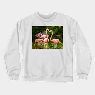 Flamingo Love Crewneck Sweatshirt